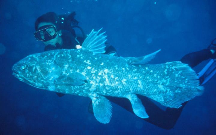 diver in scuba gear swimming behind coelacanth in the ocean.