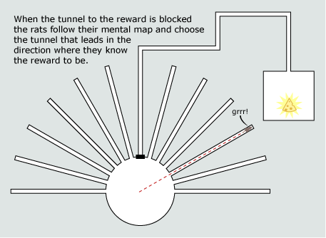 Illustration of a rat maze, rat does not the reward, reward tunnel blocked.
