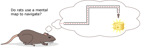 Illustration of rat thinking about a maze.