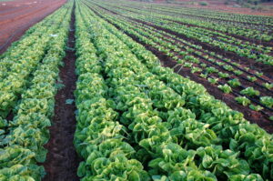 Rows of leafy greens growing on a farm in Israel.