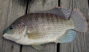 A photograph of Mozambique Tilapia (Tilapia Mozambiccus), caught at Hyco Reservoir, North Carolina, United States.
