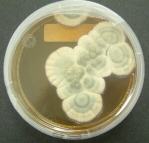 Penicillium chrysogenum, a species of fungus in a petri dish.