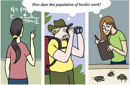 Illustration of three different scientists: a biologist with a penchant for math, a biologist with an interest in field work, and a biologist who can't get enough of lab work showing how they can all focus on their strengths to tackle the same topic in this case "How does this population of beetles work?"