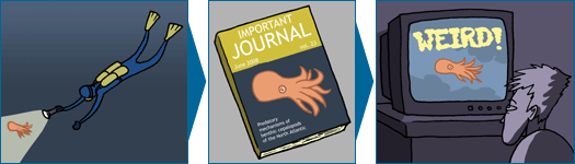 three images, on the left: scientist diving and studying octopus underwater, middle: scientific journal, front page reads 'Important Journal' with an image of an octopus, right: someone watching a tv program about the octopus with the text 'weird!' is on the screen.