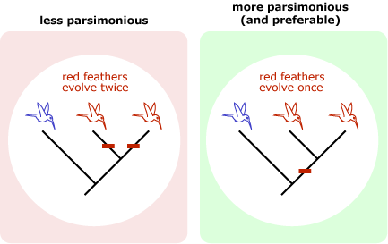 Illustration showing an image on the left "less parsimonious": a phylogenetic tree showing the two most closely related birds in red and that 'red feathers evolve twice'. On the right "more parsimonious (and preferable): a phylogenetic tree showing the two most closely related birds in red and 'red feathers evolve once'.