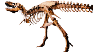 A T-rex skeleton.