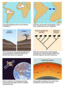 Illustrations illustrating different lines of evidence that would support the idea that the continents as we know them today were once joined together into a supercontinent and have been moving apart ever since. 