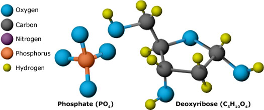 The molecular components of DNA: phosphates, deoxyribose (a sugar), and the four nitrogenous bases, adenine, guanine, cytosine, and thymine.