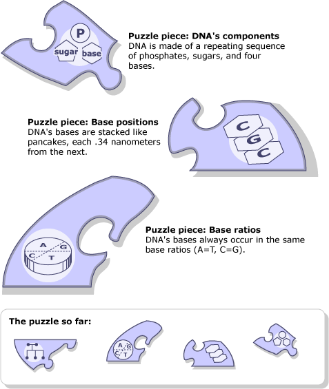 Different puzzle pieces: DNA components, base positions and base ratios.