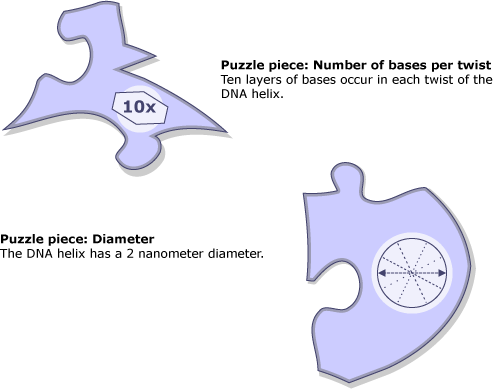 Puzzle piece: number of bases per twist and puzzle piece: diameter.