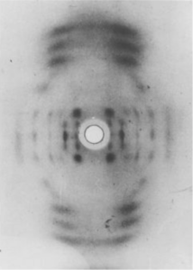 This X-ray diffraction pattern photographed by Gosling and Wilkins in 1950 showed that DNA did have a crystalline structure.
