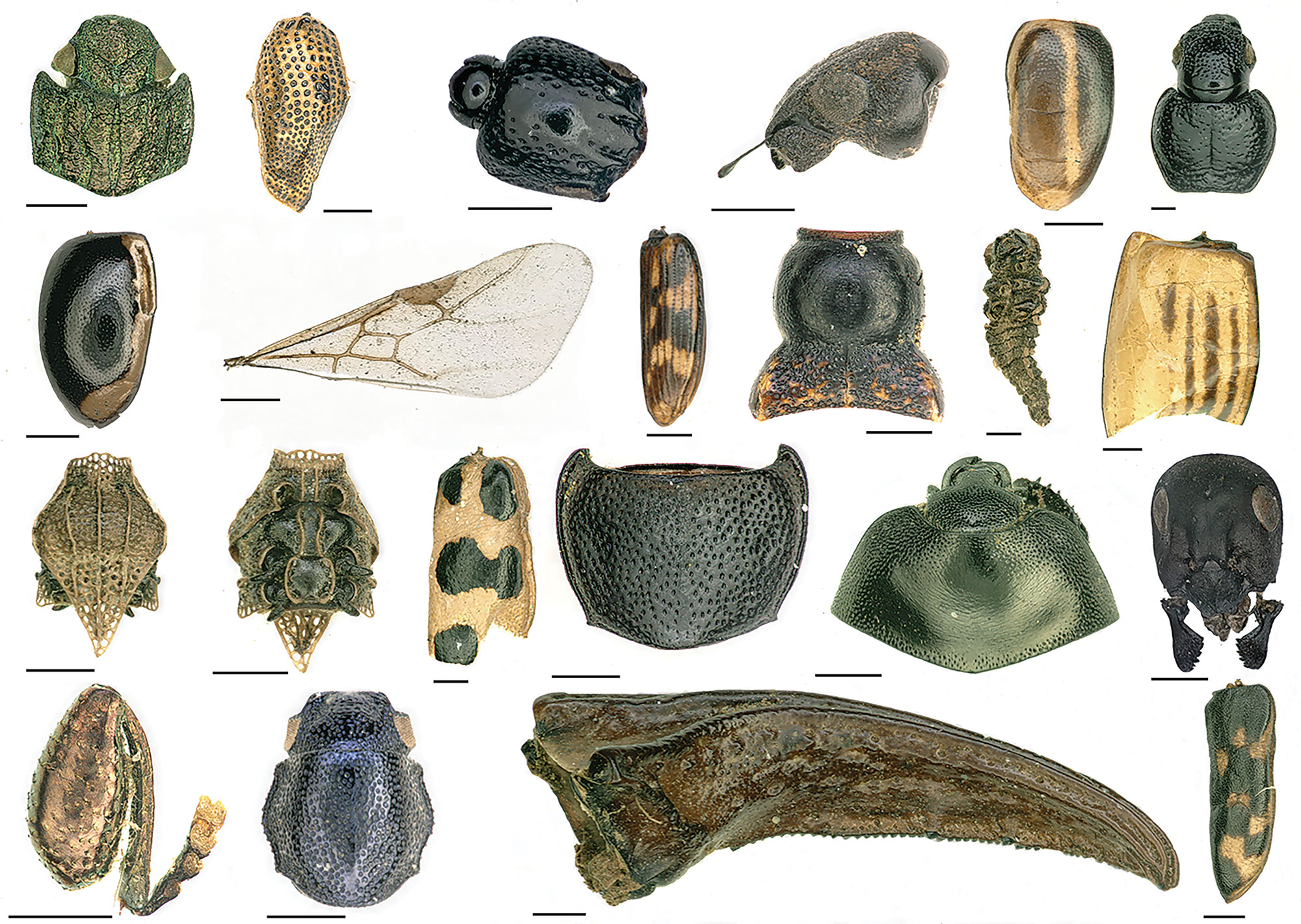 A composite of insect fossils
