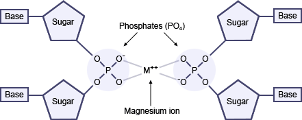 Watson and Crick's model erroneously placed the bases on the outside of the DNA molecule with the phosphates, bound by magnesium or calcium ions, inside.