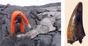 Left, a geologist takes a lava sample from the Kilauea volcano in Hawaii. Right, a T. rex tooth fossil, which provides clues about their diet.