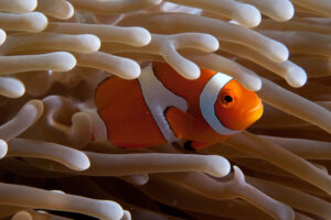 A clownfish seeks protection amongst the tentacles of an anemone.