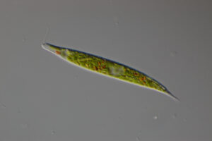 Euglena with visible chloroplasts.