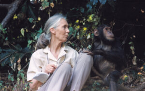 Photo of Jane Goodall.