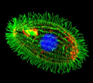 Tetrahymena thermophila, a freshwater protozoan with rows of fine cilia.