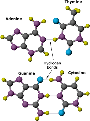 Given the correct forms for the bases, Watson was able to figure out how adenine-thymine and guanine-cytosine pairs matched up, and formed weak hydrogen bonds with one another. Watson and Crick originally suggested that there were two bonds between guanine and cytosine but later it was found that a third existed.