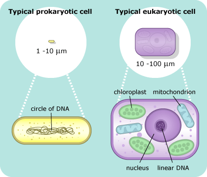 Typical prokaryotic cell versus eukaryotic cell.