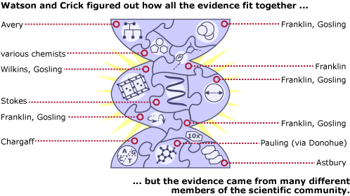 Illustration of how all the individual puzzle pieces of evidence many different scientists figured out were pieced together by Watson and Crick.