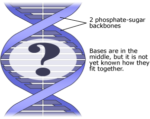 A DNA model in which just two phosphate-sugar-base chains were linked together with bases in the middle, but not yet known how they link together.