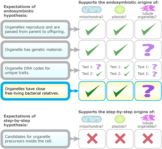 Expectations of endosymbiotic hypothesis vs step-by-step hypothesis.