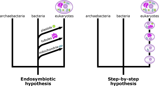 Endosymbiosis hypothesis and step-by-step hypothesis illustrations.