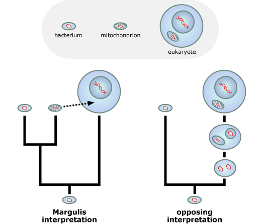 Margulis interpretation vs opposing interpretation.
