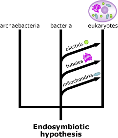 Endosymbiotic hypothesis illustration.