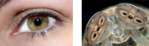 A human eye (left) and stomatopod eyes (right).