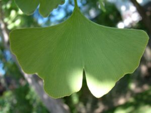 Ginko leaf.