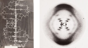 At left, Watson and Crick's original wire model of the structure of DNA. At right, an X-ray diffraction photo of DNA taken by Wilkins and Franklin.