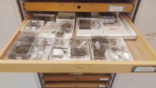 Drawers full of carefully stored and labeled specimens.