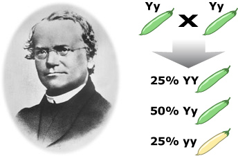 Gregor Mendel (left) showed that if you know the genotypes of the parents in a cross, you can predict the ratios of different offspring genotypes (right).