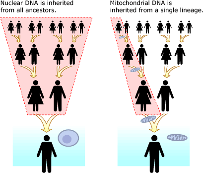 Unlike nuclear DNA (left), mitochondrial DNA is only inherited from the maternal lineage (right).