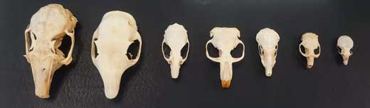 Small mammal skulls.