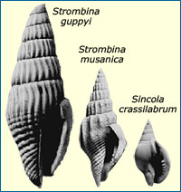 Three of the snail species used in the study. Shells shown to scale.