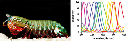 A stomatopod (left). At right, sensitivities of stomatopods' cone types to different wavelengths of light.