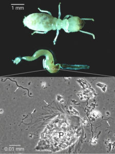 On top, a wood-eating termite is pictured next to a gut removed from a another individual. When contents removed from the hindgut are examined under a microscope (below), many symbionts are revealed, including protozoans (P) and a number of spiral and wavy-shaped bacteria (indicated by arrows).