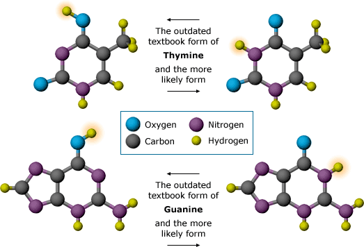 The visiting American chemist, Jerry Donohue, provided a key piece of evidence when he revealed that the forms given for thymine and guanine in most textbooks were wrong. Note the changes, indicated by the glowing hydrogens.