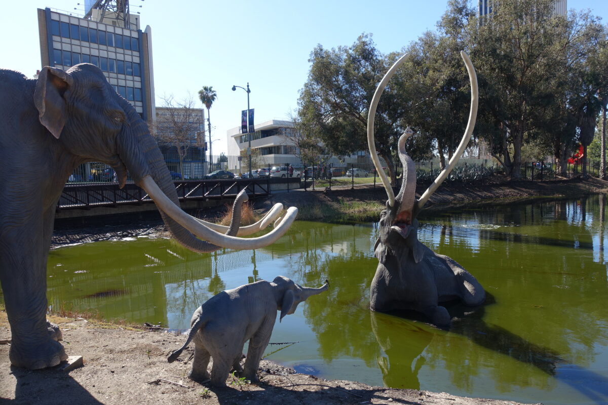 Life size sculptures of mastodons are posed at the Lake Pit of the La Brea Tar Pits and Museum