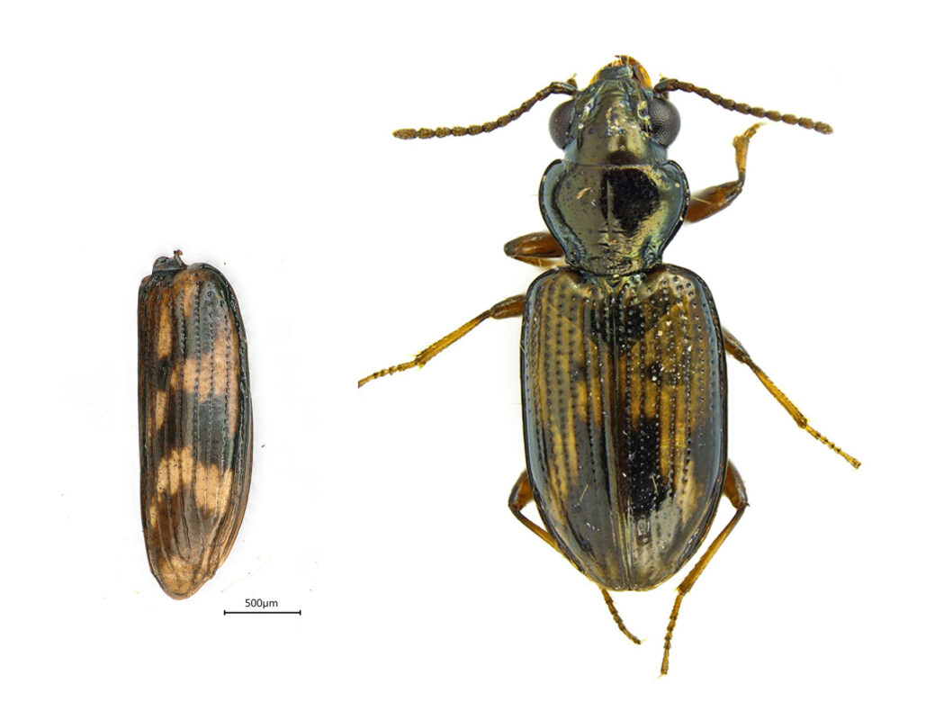 A composite of a fossilized beetle wing to the left and a fossilized beetle on the right.