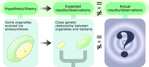 Showing hypothesis of organelle endosymbiosis in cells. Hypothesis is "Some organelle evolved via symbiosis." The next column shows an evolutionary tree with bacteria on one branch and organelle on another. This leads to a big question mark.