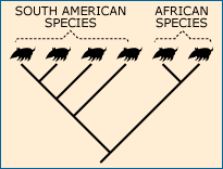 Evolutionary tree comparing South American and African species sharing a common ancestor.
