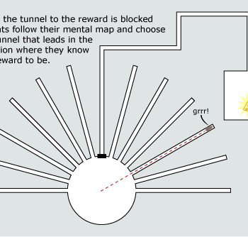 A maze for rats has many dead end paths and only one that leads to cheese. A dotted line leads to a dead end. Caption says, "When the tunnel to the reward is blocked the rats follow their mental map and choose the tunnel that leads in the direction where they know the reward to be."