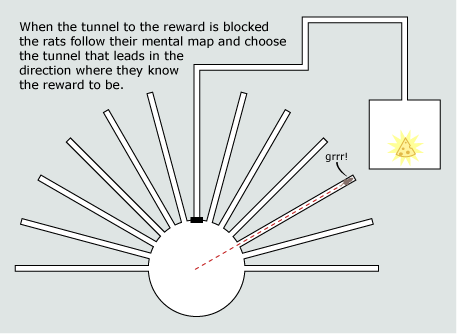 A maze for rats has many dead end paths and only one that leads to cheese. A dotted line leads to a dead end. Caption says, "When the tunnel to the reward is blocked the rats follow their mental map and choose the tunnel that leads in the direction where they know the reward to be."