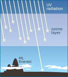 Diagram of Earth's atmosphere showing ozone layer stopping out much of the UV radiation.