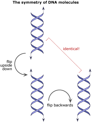 DNA molecules look the same upside down, or backwards.