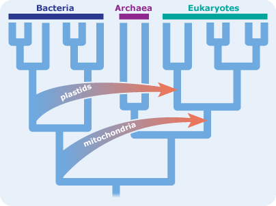 Evolutionary tree showing plastids and mitochondria jumping to eukaryotes.